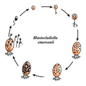 blastocladiella