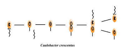 caulobacter