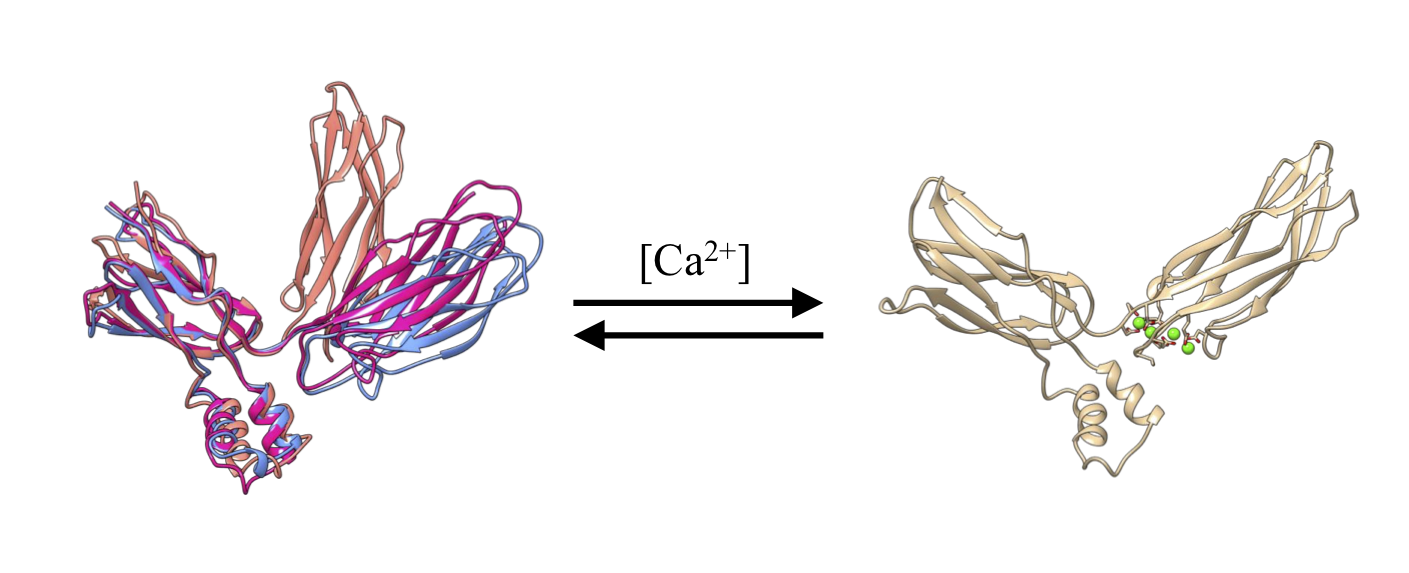 Medidas de RMN, SAXS, e dinamica molecular permitem o estudo de proteinas intrinsecamente flexiveis