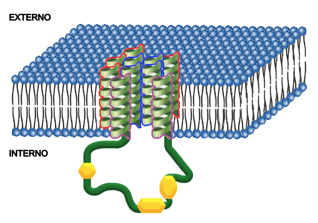 Trocador NCX